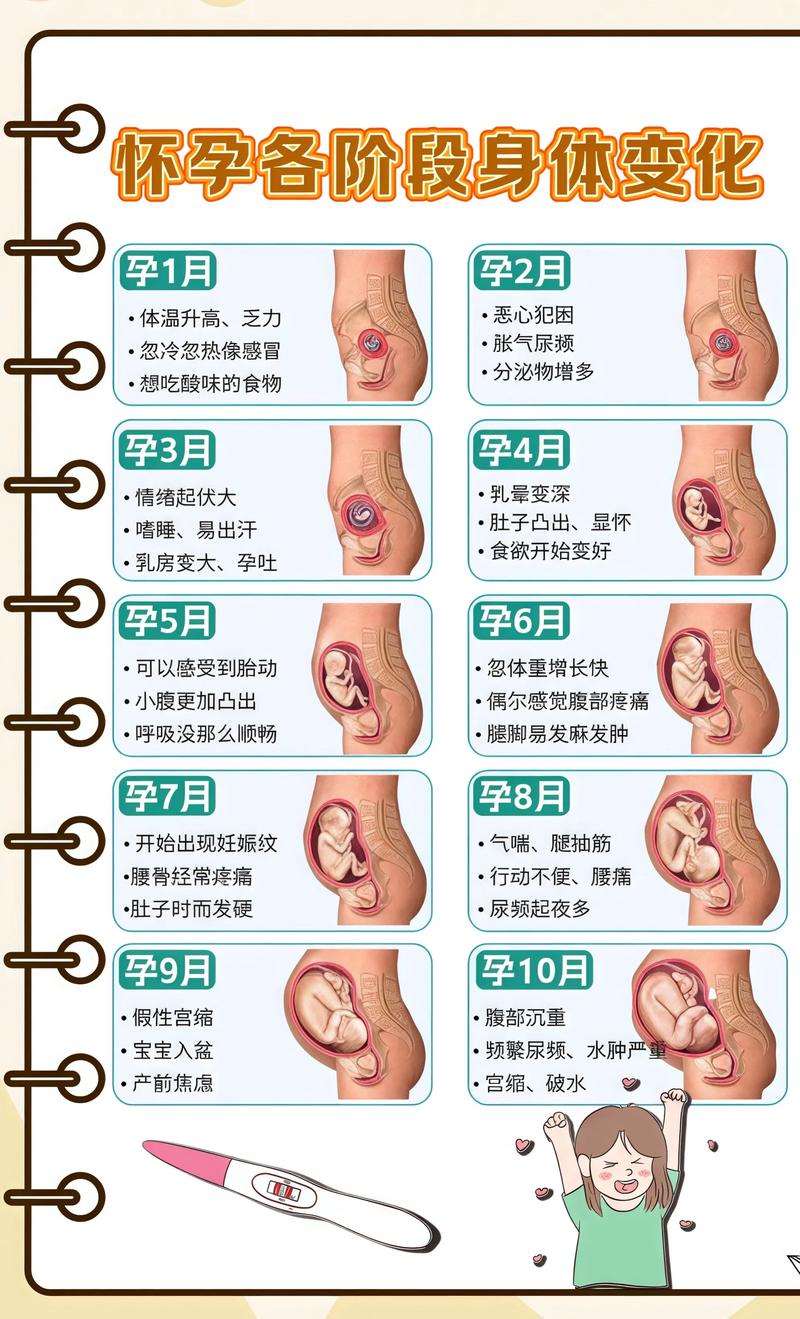 揭秘供卵代孕妈妈怀孕小腹分两节，孕期变化的奥秘河东代生机构: